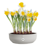 jazz bowl 28cm seidenweiß